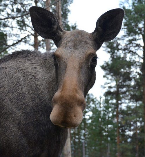moose